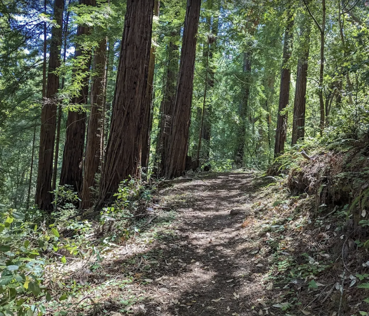 Redwood forest trail near La Honda